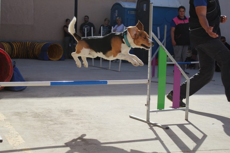 61694071_634024610445490_6034985197605224448_o